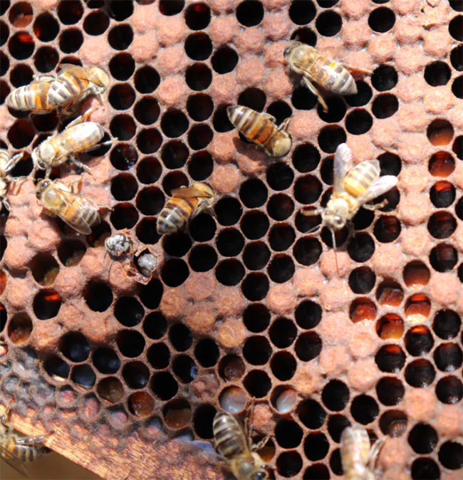 colmena de abejas