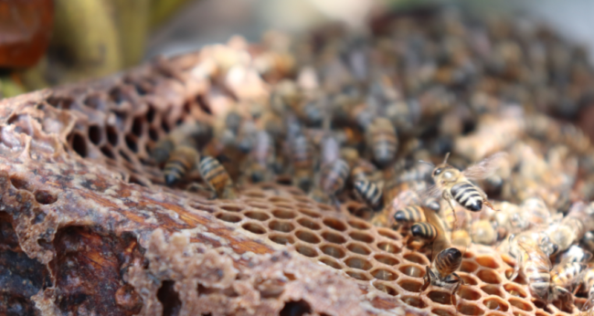 venta de miel de abejas