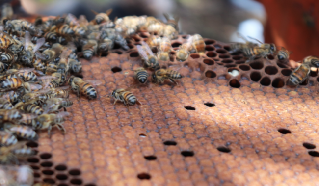 miel de abeja