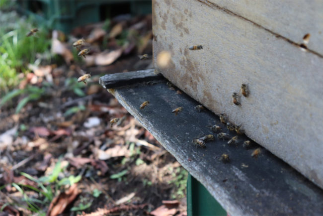 panal de abejas