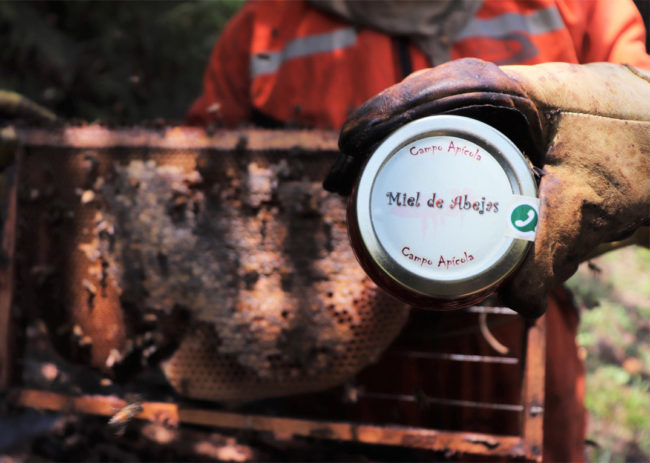 distribuidores de miel de abeja